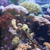 2006Aquarium_g